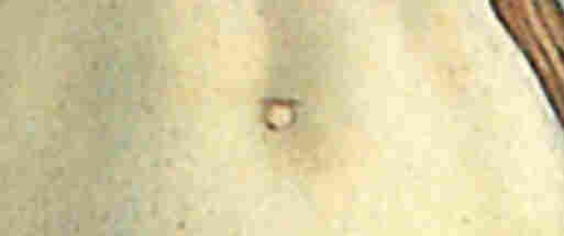 A close-up of Venus' navel.